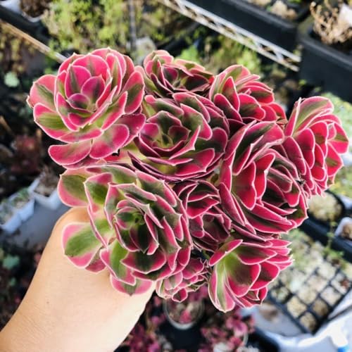 90#多肉植物アエオニウム錦❤️舞天姫❤️4 大頭30cm拔き苗 90#多肉植物アエオニウム錦❤️舞天姫❤️4 大頭30cm拔き苗